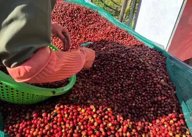 Giá cà phê gây sốc