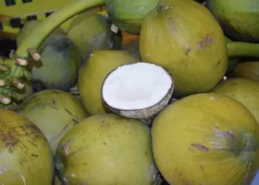 Đóng cửa nhà máy vì dừa nguyên liệu đã bị bán hết qua Trung Quốc