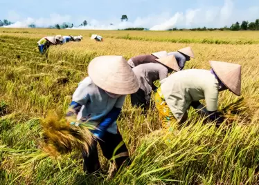 Nông nghiệp Việt phục hồi, gần chạm mốc 55 tỷ USD kim ngạch xuất khẩu
