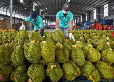 Sầu riêng Việt Nam chiếm gần nửa thị trường nhập khẩu của Trung Quốc